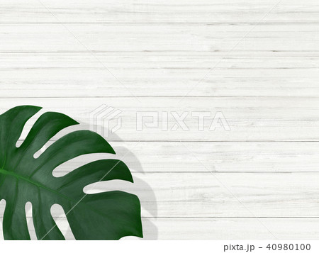 背景-植物-白壁 40980100