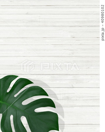 背景-植物-白壁 40980102