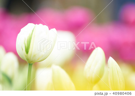 白色のチューリップの花 40980406