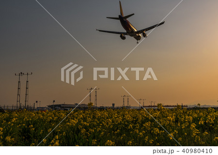 仙台空港 夕方の菜の花畑 旅客機の着陸 canola flower&sendai airport 仙台空港 夕方の菜の花畑 旅客機の着陸 canola flower&sendai airport 40980410