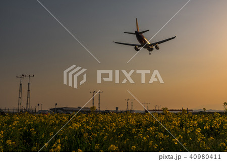 仙台空港 夕方の菜の花畑 旅客機の着陸 canola flower&sendai airport 仙台空港 夕方の菜の花畑 旅客機の着陸 canola flower&sendai airport 40980411