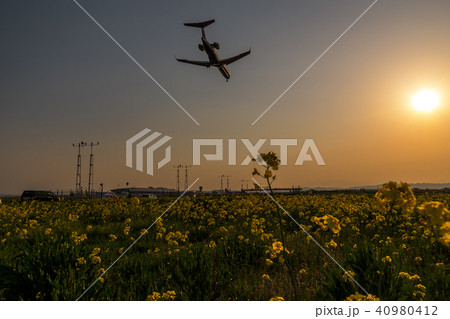 仙台空港 夕方の菜の花畑 旅客機の着陸 canola flower&sendai airport 40980412
