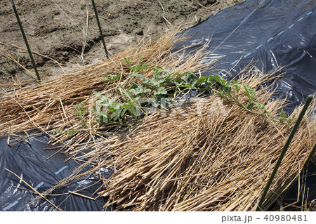 スイカ畑五月下旬 スイカ畑五月下旬 40980481