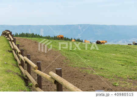 阿蘇 放牧牛 阿蘇 放牧牛 40980515