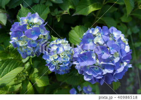 紫陽花 40986518