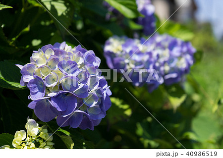 紫陽花 40986519