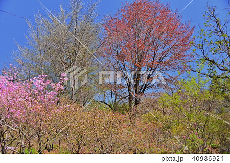 新緑の植物園 40986924