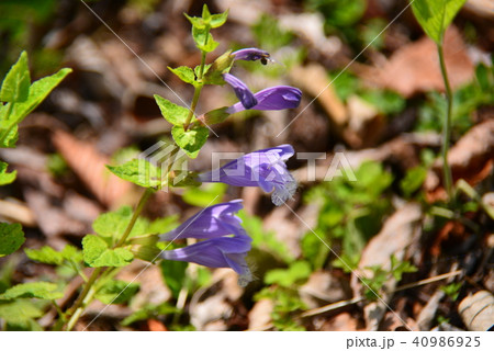 ラショウモンカズラ 40986925