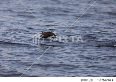 飛び立つケイマフリ 飛び立つケイマフリ 40986983