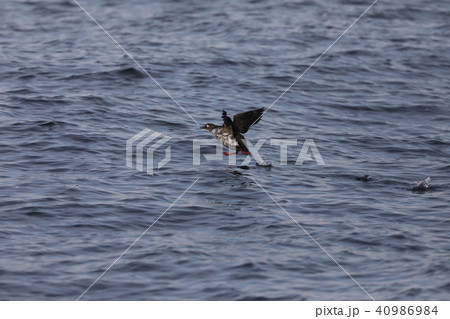飛び立つケイマフリ 40986984