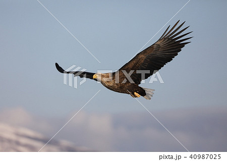 オジロワシの飛翔 オジロワシの飛翔 40987025