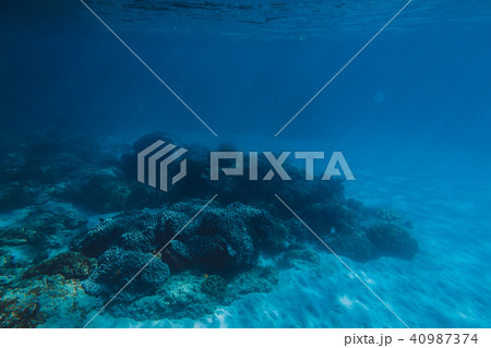 Tropical wildlife with corals and sand is under Tropical wildlife with corals and sand is under 40987374