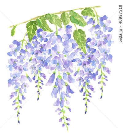 Wisteria Wisteria Stock Illustration