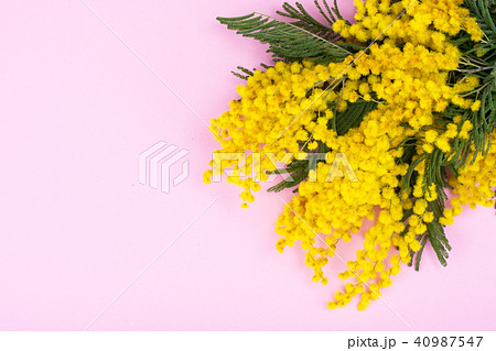 Branch with small yellow fluffy inflorescences on bright background 40987547