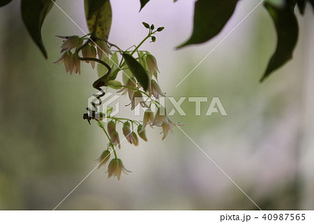 むべの花 40987565