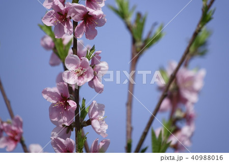 おかやま夢白桃~花~ おかやま夢白桃~花~ 40988016