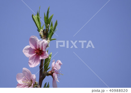 おかやま夢白桃~花~ おかやま夢白桃~花~ 40988020