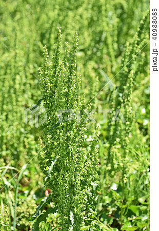 ギシギシ(羊蹄) ギシギシ(羊蹄) 40988083