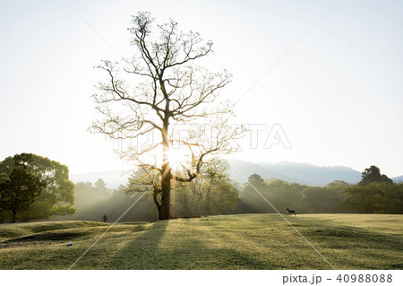 鹿 シカ しか 40988088