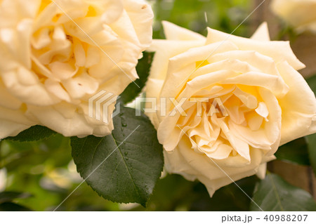 薔薇(シェネバルツァー) 40988207