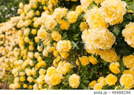 薔薇(ゴールドバニー) 薔薇(ゴールドバニー) 40988296
