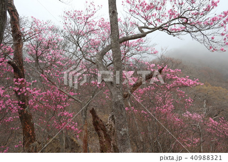 赤城山 つつじが峰のアカヤシオ 18年4月14日の写真素材 4091