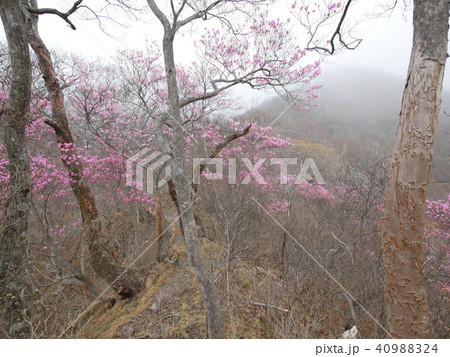 赤城山　つつじが峰のアカヤシオ　2018年4月14日 40988324