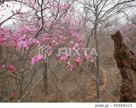 赤城山　つつじが峰のアカヤシオ　2018年4月14日 40988325