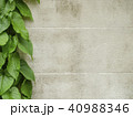 green leaf with white wall 40988346