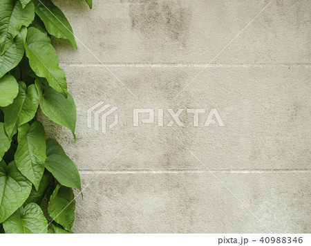 green leaf with white wall 40988346