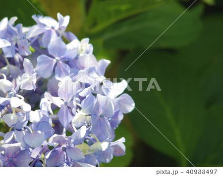 紫陽花 色づきはじめました 紫陽花 色づきはじめました 40988497