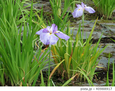 花菖蒲 花菖蒲 40988917