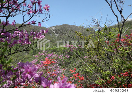 赤城山 つつじが峰のトウゴクミツバツツジとヤマツツジ 2018年5月5日 赤城山 つつじが峰のトウゴクミツバツツジとヤマツツジ 2018年5月5日 40989043