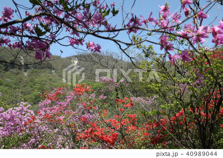 赤城山　つつじが峰のトウゴクミツバツツジとヤマツツジ　2018年5月5日 40989044