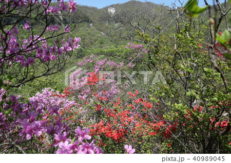 赤城山　つつじが峰のトウゴクミツバツツジとヤマツツジ　2018年5月5日 40989045