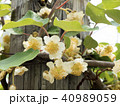 キウイフルーツの雄花 40989059