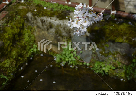 がいせん桜通り がいせん桜通り 40989466
