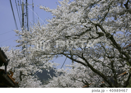 がいせん桜通り 40989467