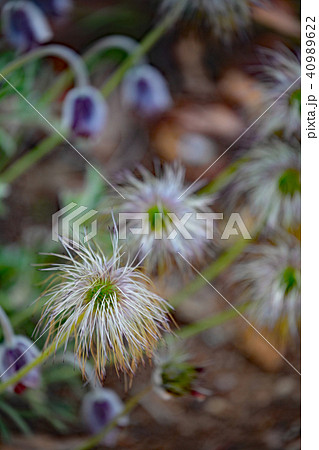 オキナグサ 40989622