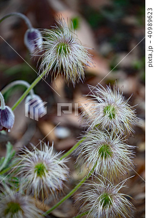 オキナグサ 40989623