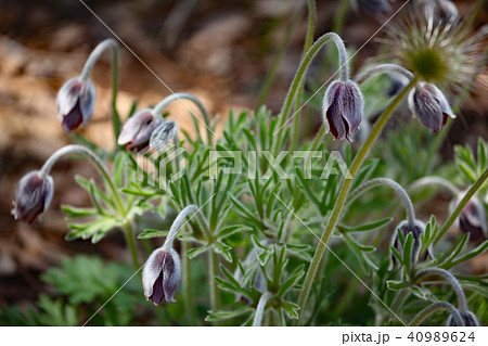 オキナグサ オキナグサ 40989624