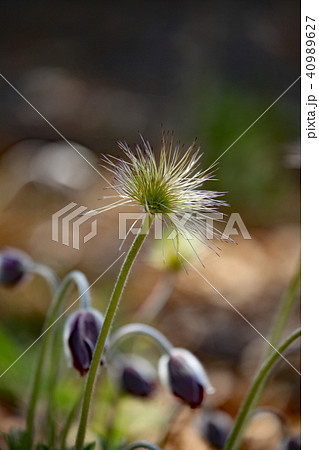 オキナグサ 40989627