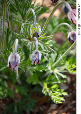 オキナグサ 40989632