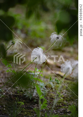 オキナグサ 40989642