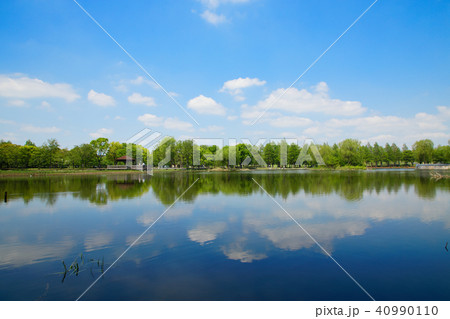 舎人公園の林の木の若葉と新緑と湖面に映える景観 40990110