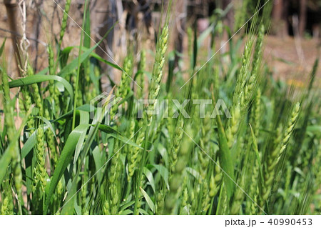 パンコムギ 40990453