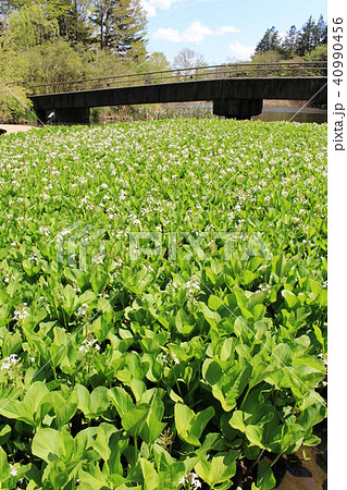 ミツガシワの群生 ミツガシワの群生 40990456