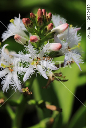 ミツガシワの花（マクロ） 40990459
