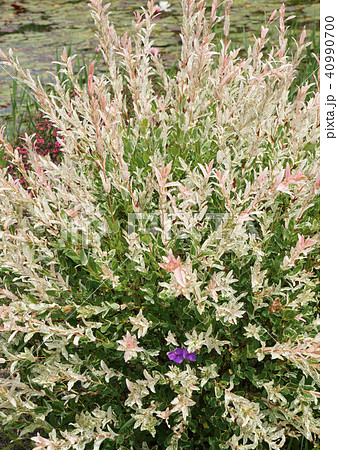 イヌコリヤナギ イヌコリヤナギ 40990700