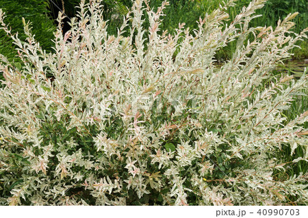 イヌコリヤナギ イヌコリヤナギ 40990703